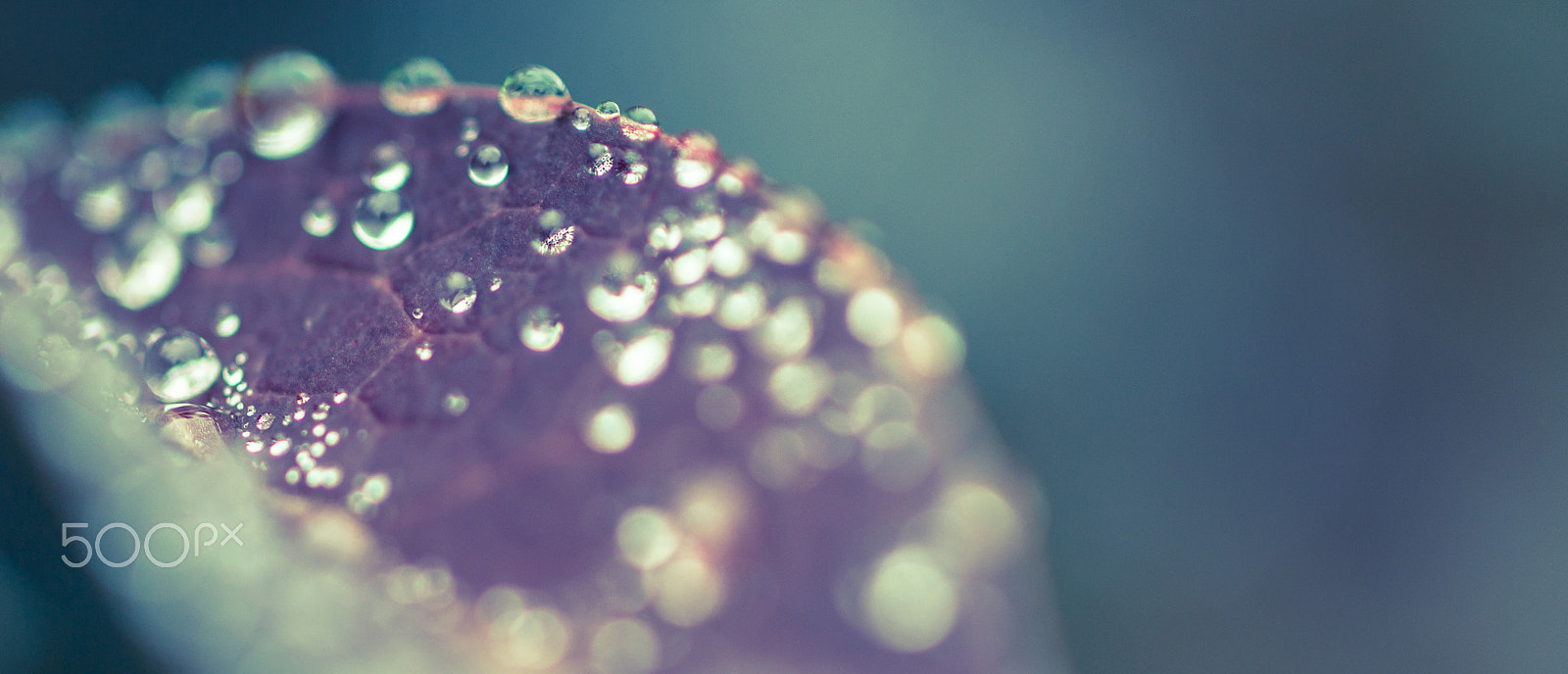 Samsung NX30 + Samsung NX 60mm F2.8 Macro ED OIS SSA sample photo. After photography