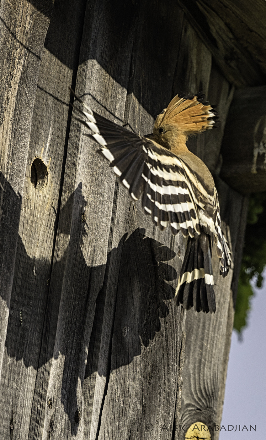 Nikon AF-S Nikkor 400mm F2.8E FL ED VR sample photo. Flying shadow photography