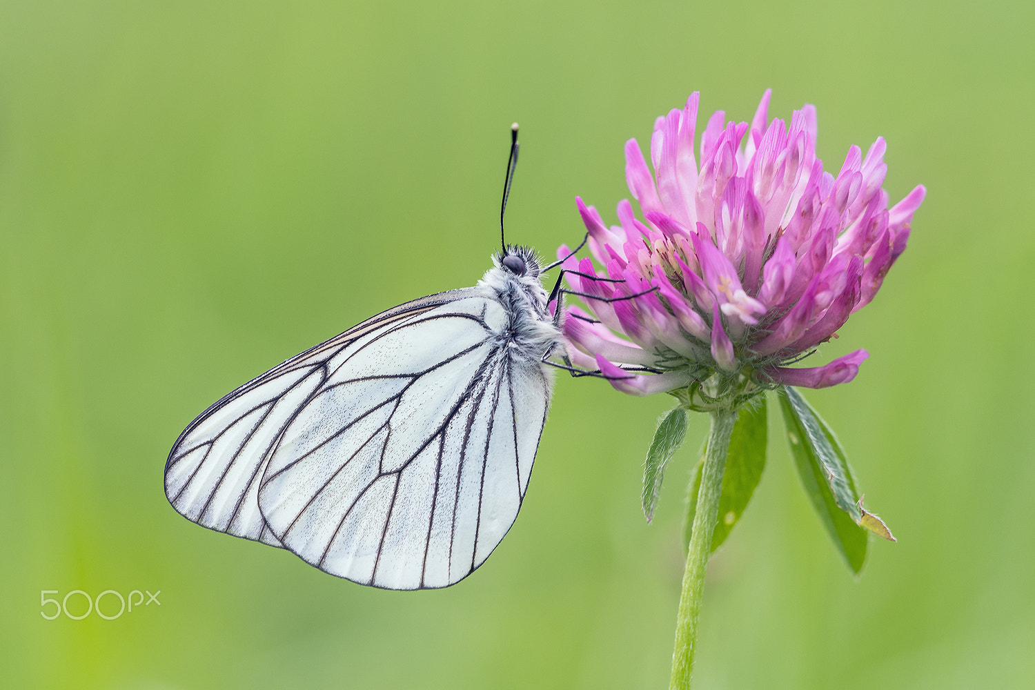 Sigma 150mm F2.8 EX DG Macro HSM sample photo. Black-veined white (aporia crataegi) photography