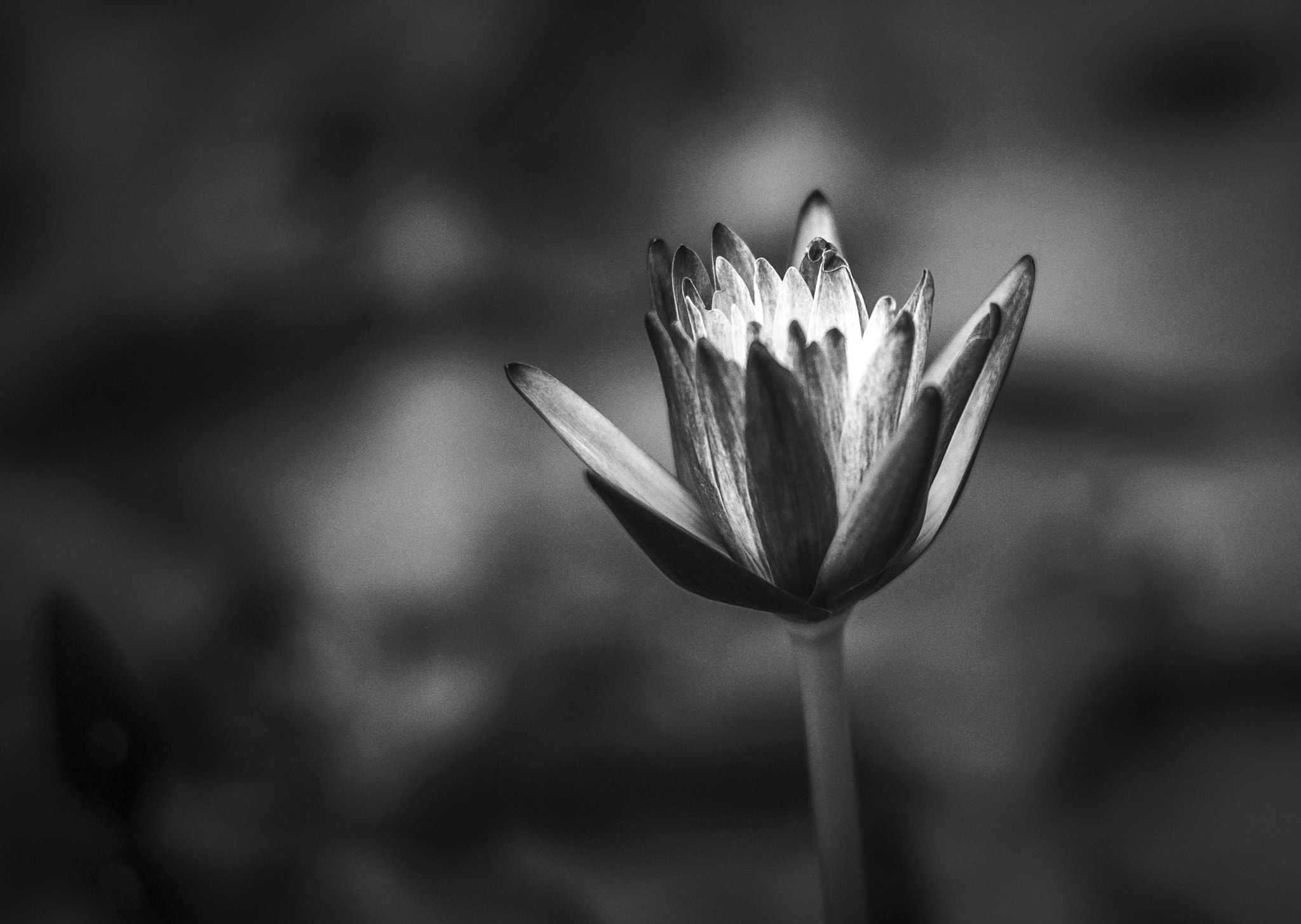 Leica APO-Summicron-M 90mm F2 ASPH sample photo