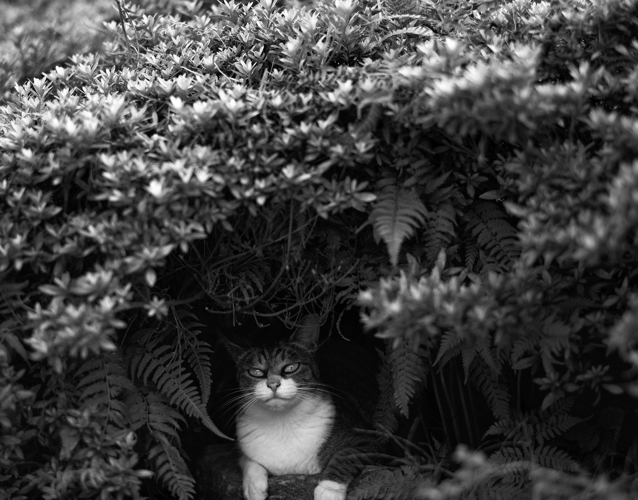 Leica APO-Summicron-M 90mm F2 ASPH sample photo