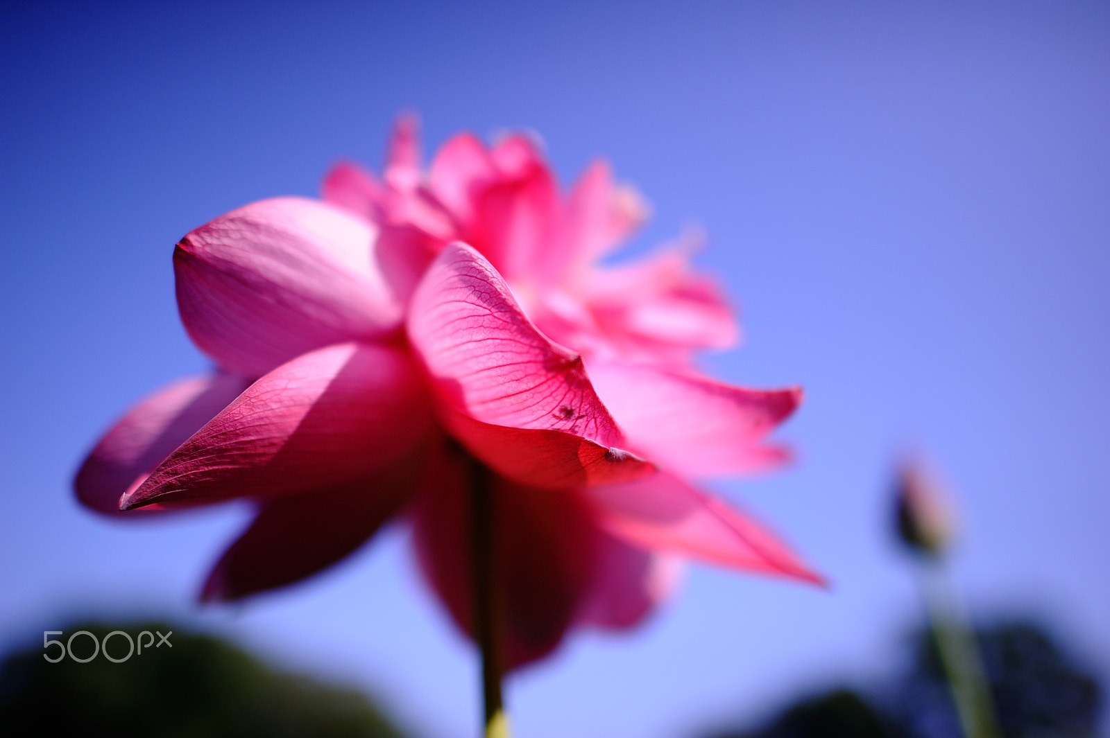 Nikon D700 + Nikon AF-S Nikkor 24mm F1.4G ED sample photo. D7h_5494.jpg photography