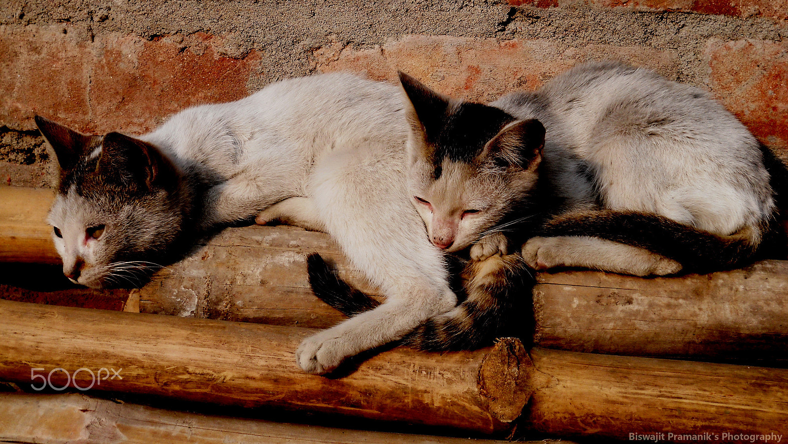 Nikon Coolpix L22 sample photo. Kitty photography