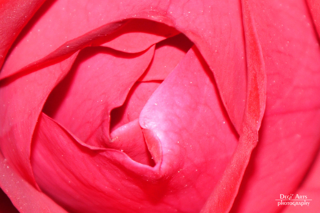 Panasonic Lumix DMC-GF3 sample photo. Red rose photography