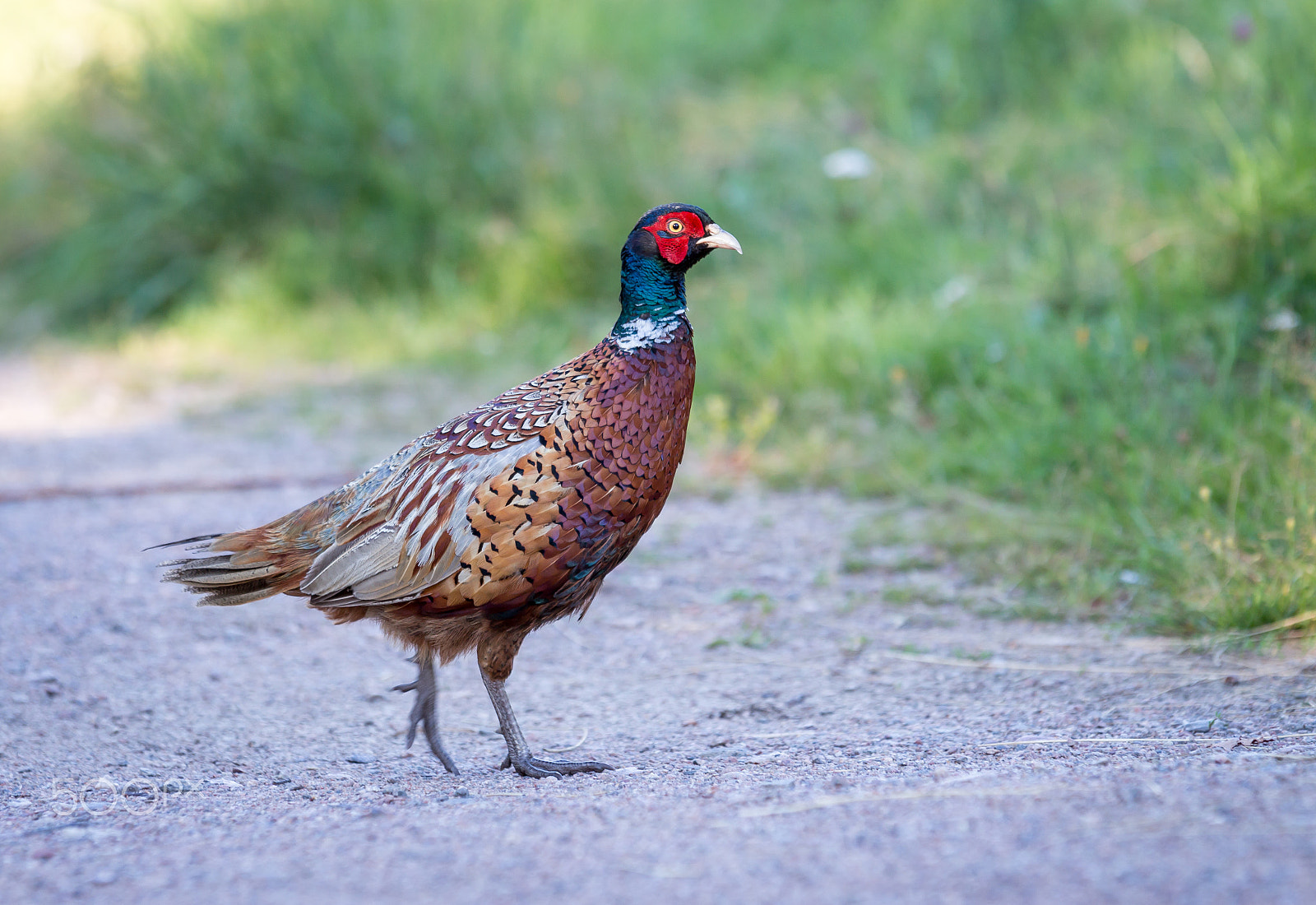 Sigma 70-200mm F2.8 EX DG OS HSM sample photo. Fasan (phasianus colchicus) photography