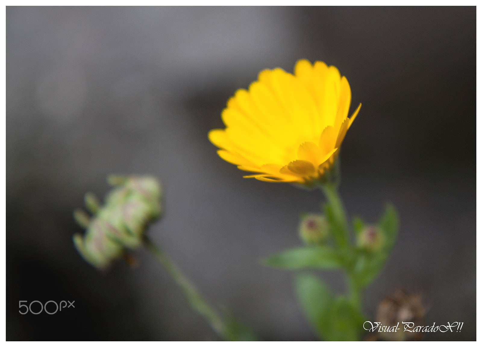 Canon EOS 500D (EOS Rebel T1i / EOS Kiss X3) sample photo. Tenderness photography