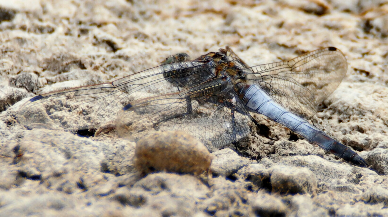 Samsung NX500 + NX 50-200mm F4-5.6 sample photo. Dragonfly photography