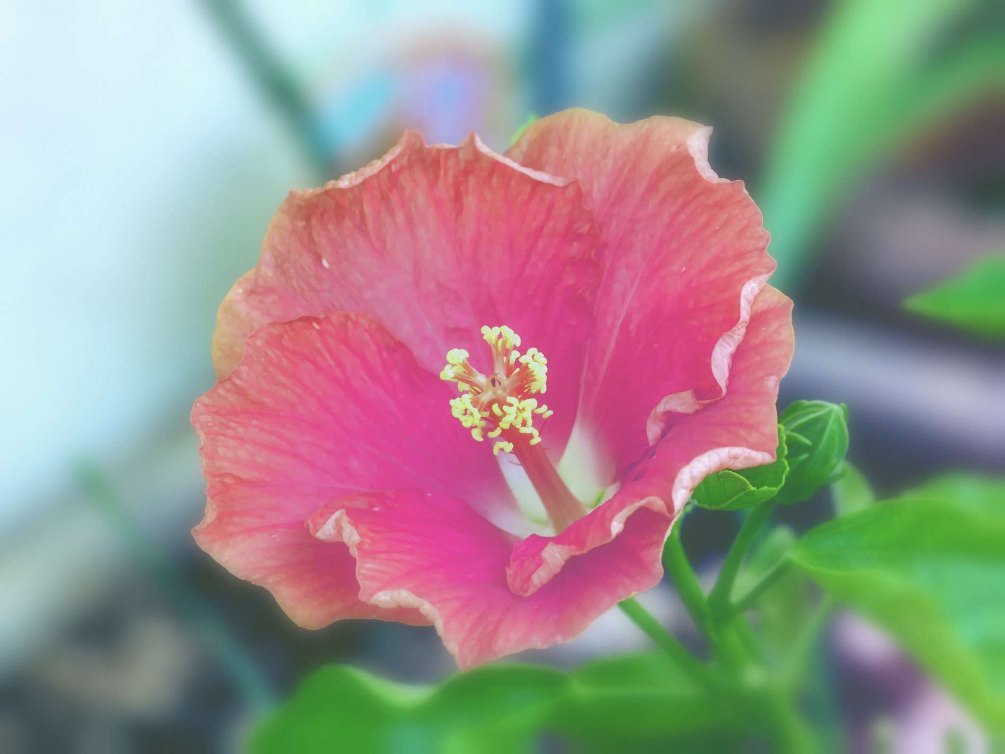 Olympus Zuiko Digital ED 70-300mm F4.0-5.6 sample photo. Hibiscus photography