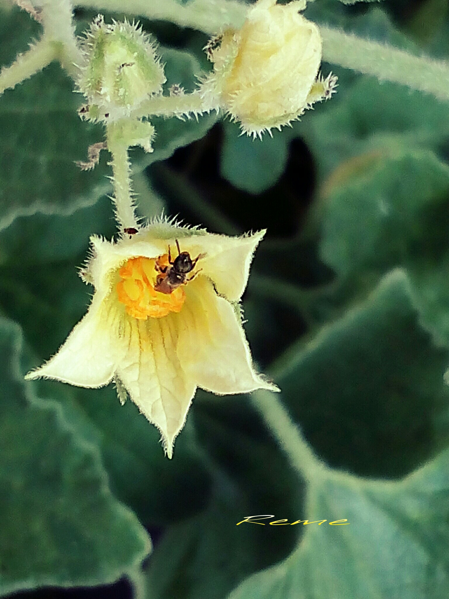 bq Aquaris E5 HD sample photo. Pepino del diablo flor photography