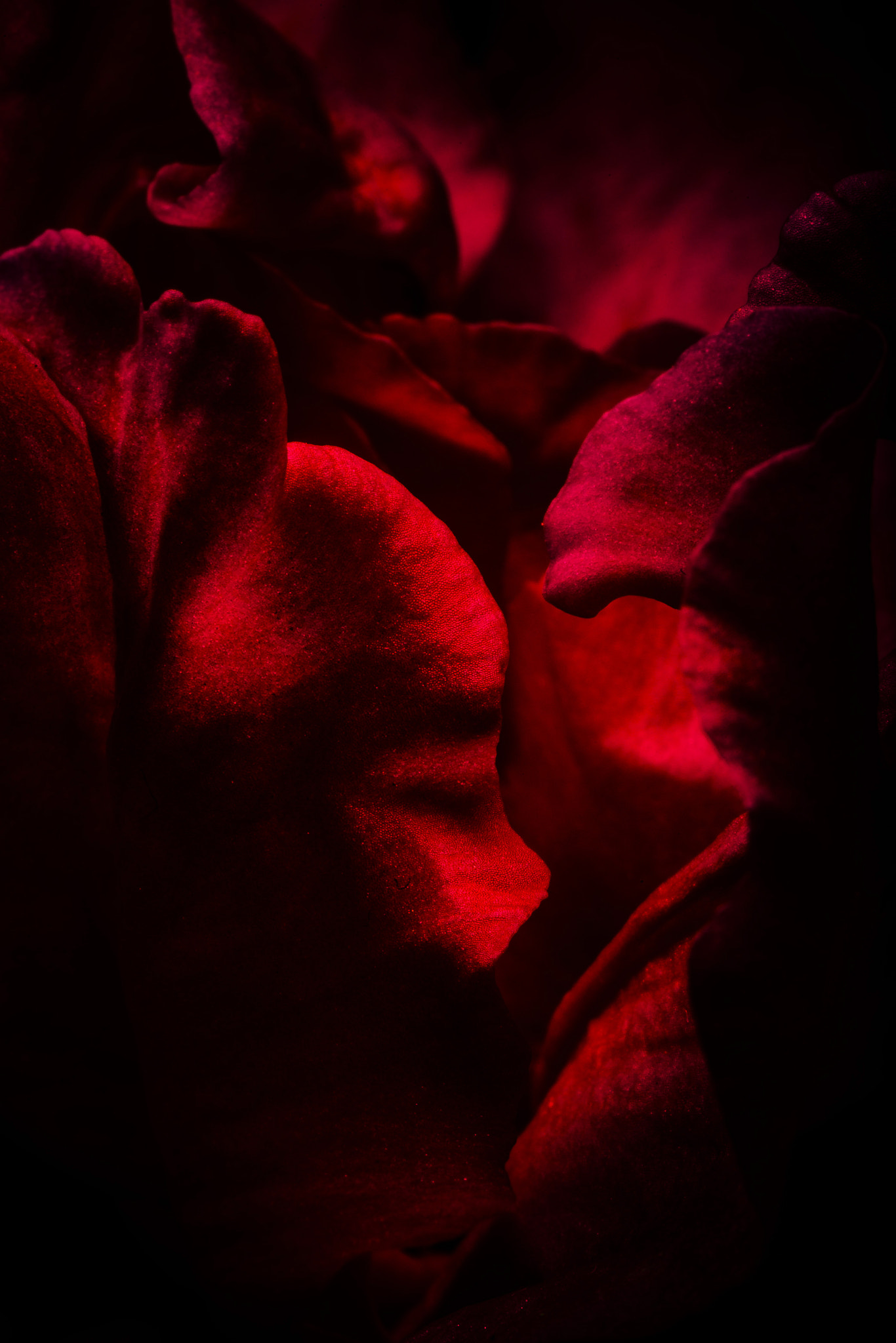 Sigma 150mm f/2.8 EX DG OS HSM APO Macro sample photo. Flower photography