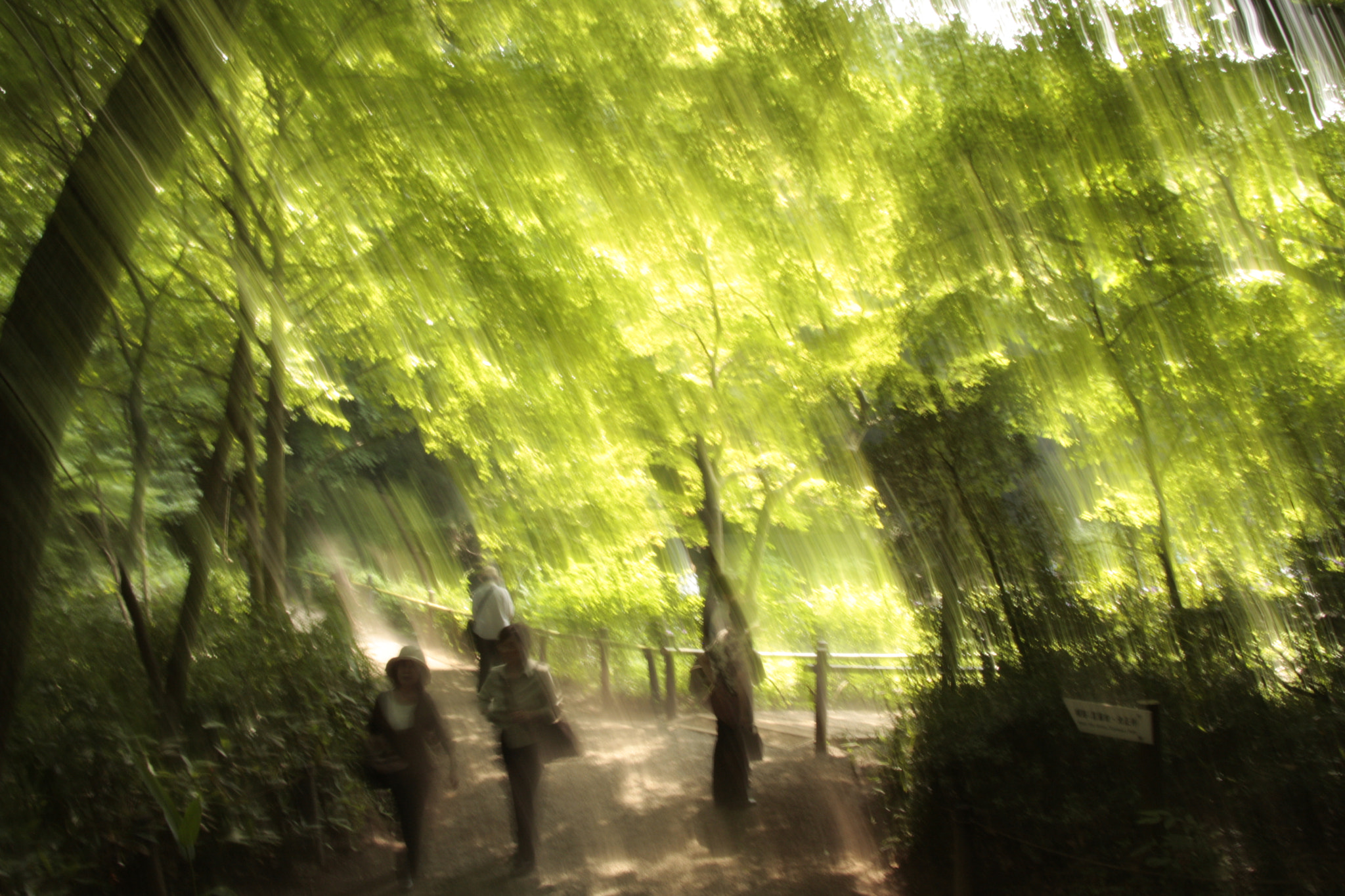 Canon EOS 40D sample photo. 明治神宮 (shower of fresh green) photography