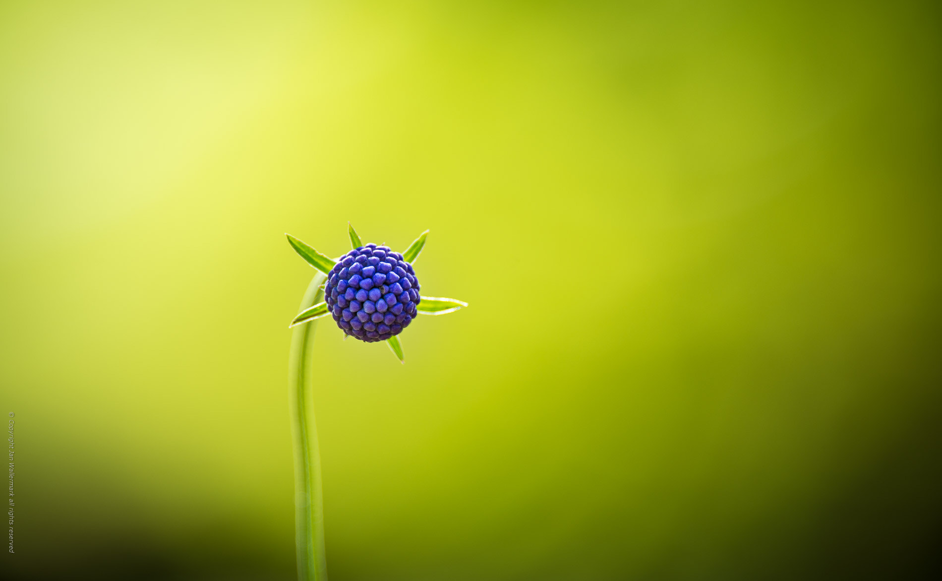 Nikon AF-S Nikkor 400mm F2.8E FL ED VR sample photo. Exploring the garden lll photography