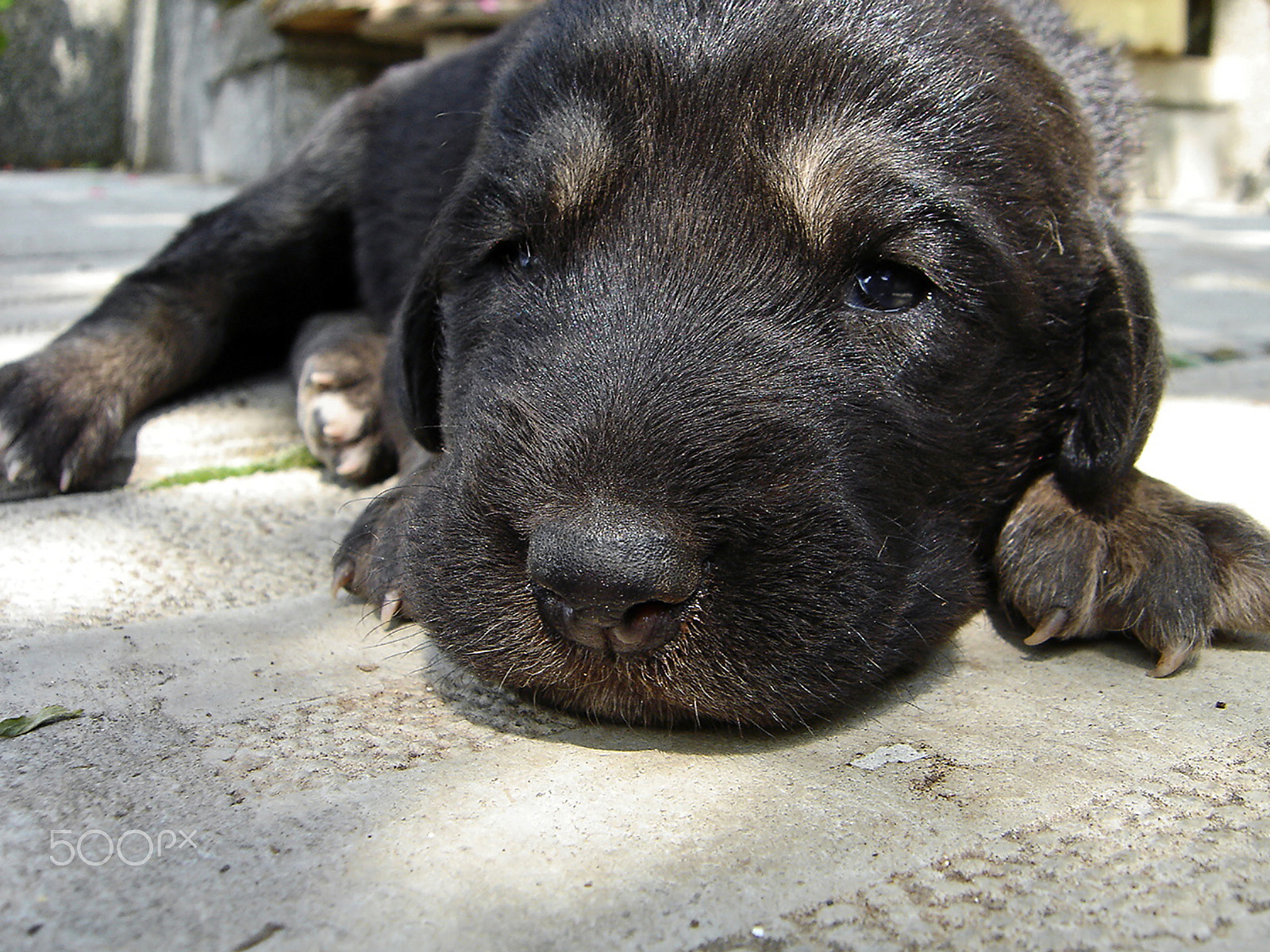Sony DSC-P93 sample photo. Adorable little black puppy photography