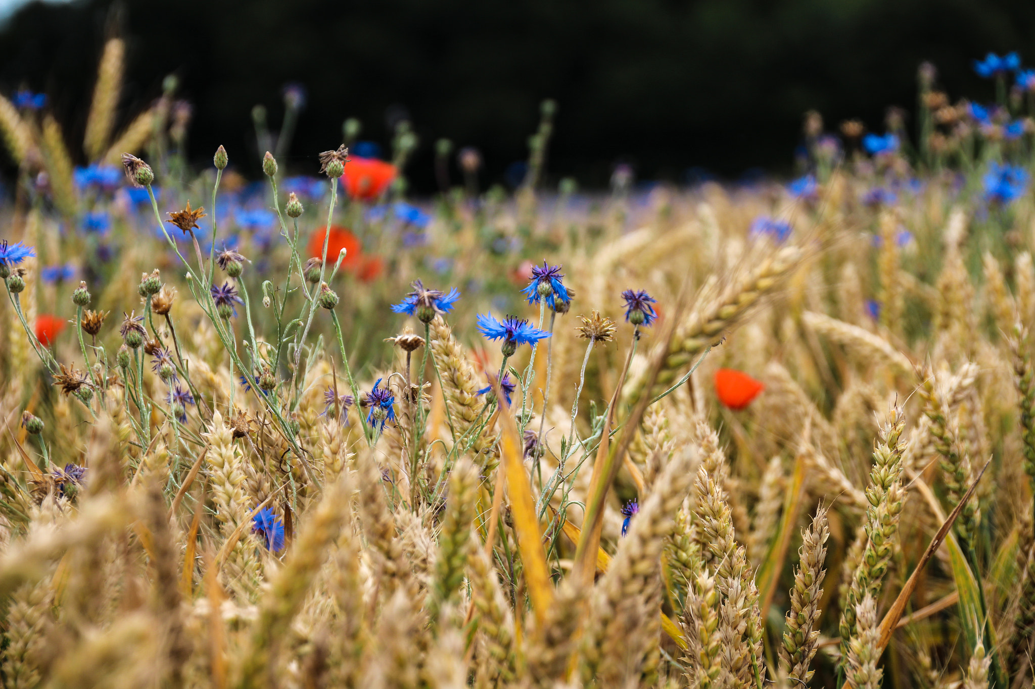 Canon EOS 100D (EOS Rebel SL1 / EOS Kiss X7) sample photo. Fields wheat and flowers ,champs de blé fleuri photography