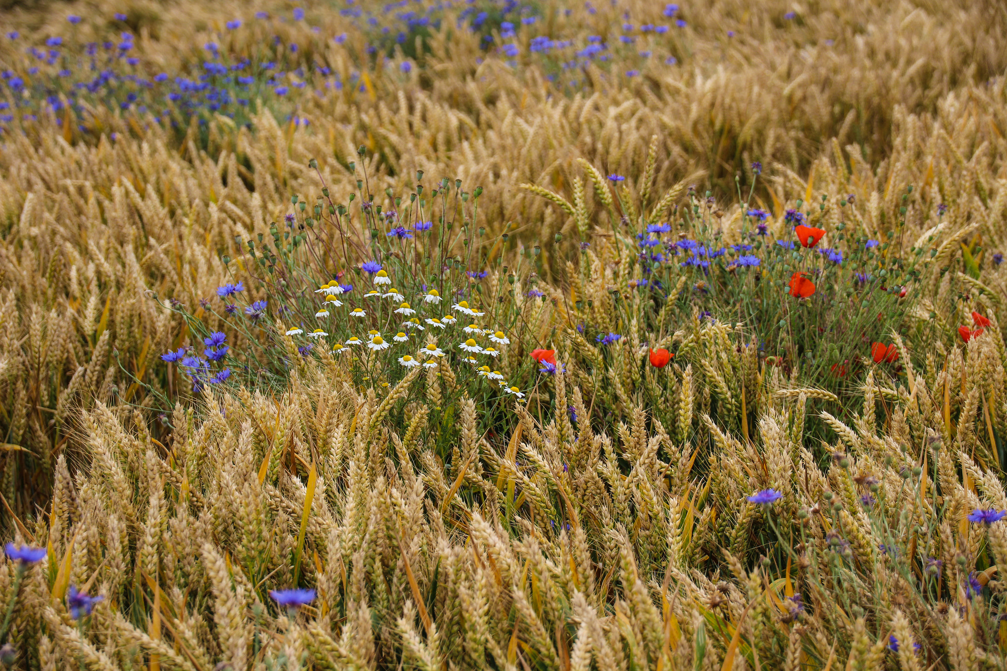 Canon EOS 100D (EOS Rebel SL1 / EOS Kiss X7) + Sigma 18-200mm f/3.5-6.3 DC OS HSM [II] sample photo. Fields wheat and flowers ,champs de blé fleuri photography
