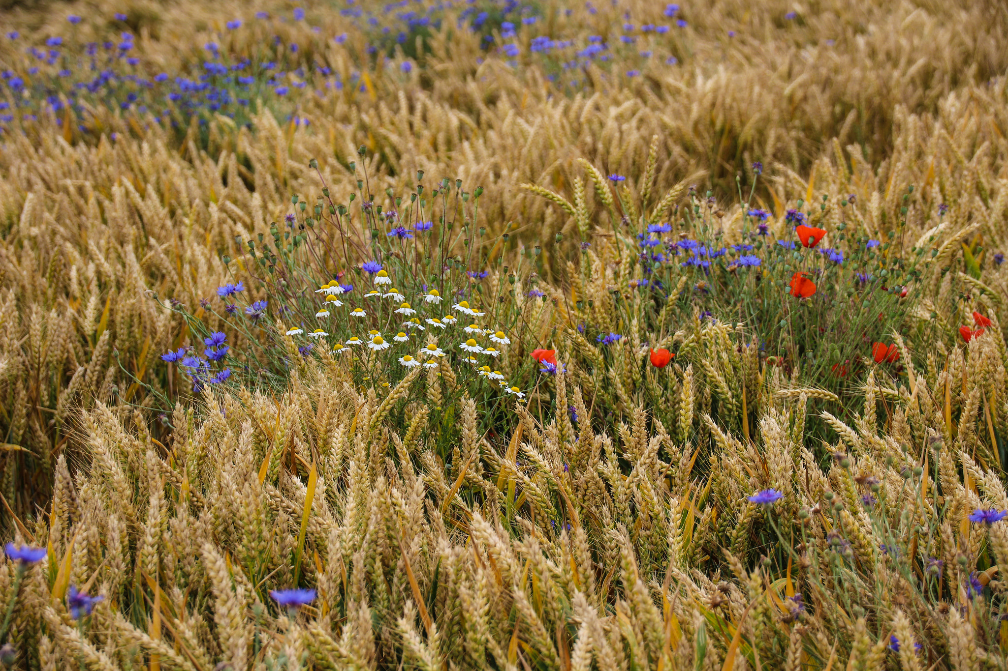 Canon EOS 100D (EOS Rebel SL1 / EOS Kiss X7) sample photo. Fields wheat and flowers ,champs de blé fleuri photography