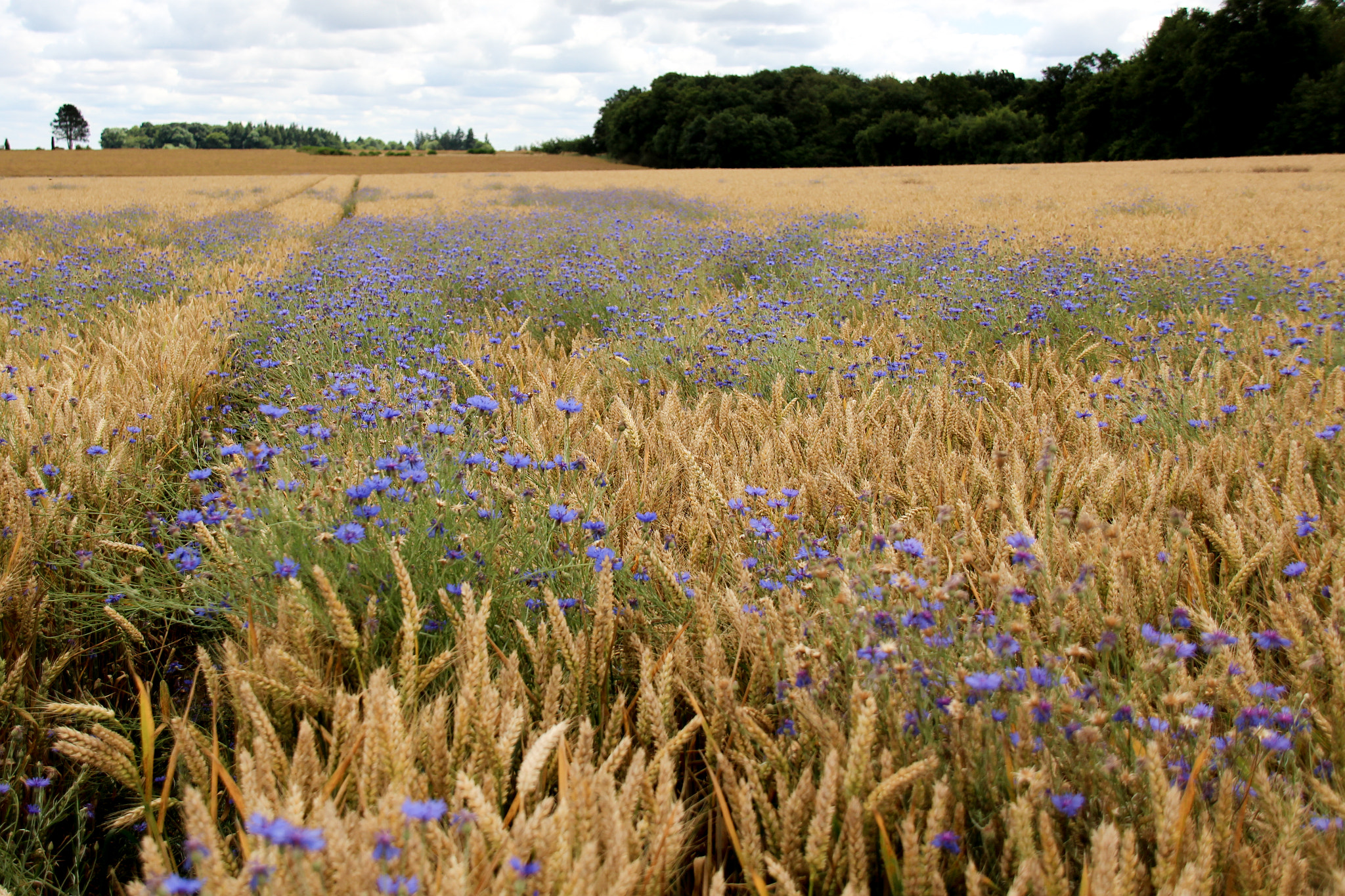 Canon EOS 100D (EOS Rebel SL1 / EOS Kiss X7) sample photo. Fields wheat and flowers ,champs de blé fleuri photography