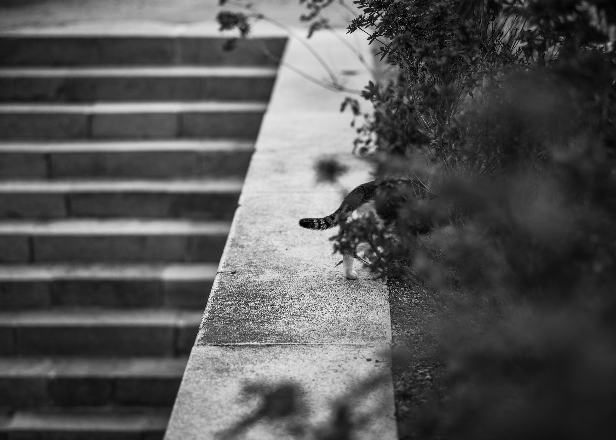 Leica APO-Summicron-M 90mm F2 ASPH sample photo