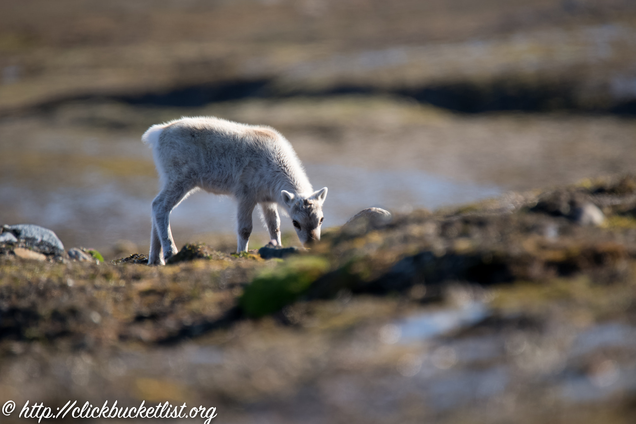 Sony a99 II + Tamron SP 150-600mm F5-6.3 Di VC USD sample photo. Feeding reindeer photography