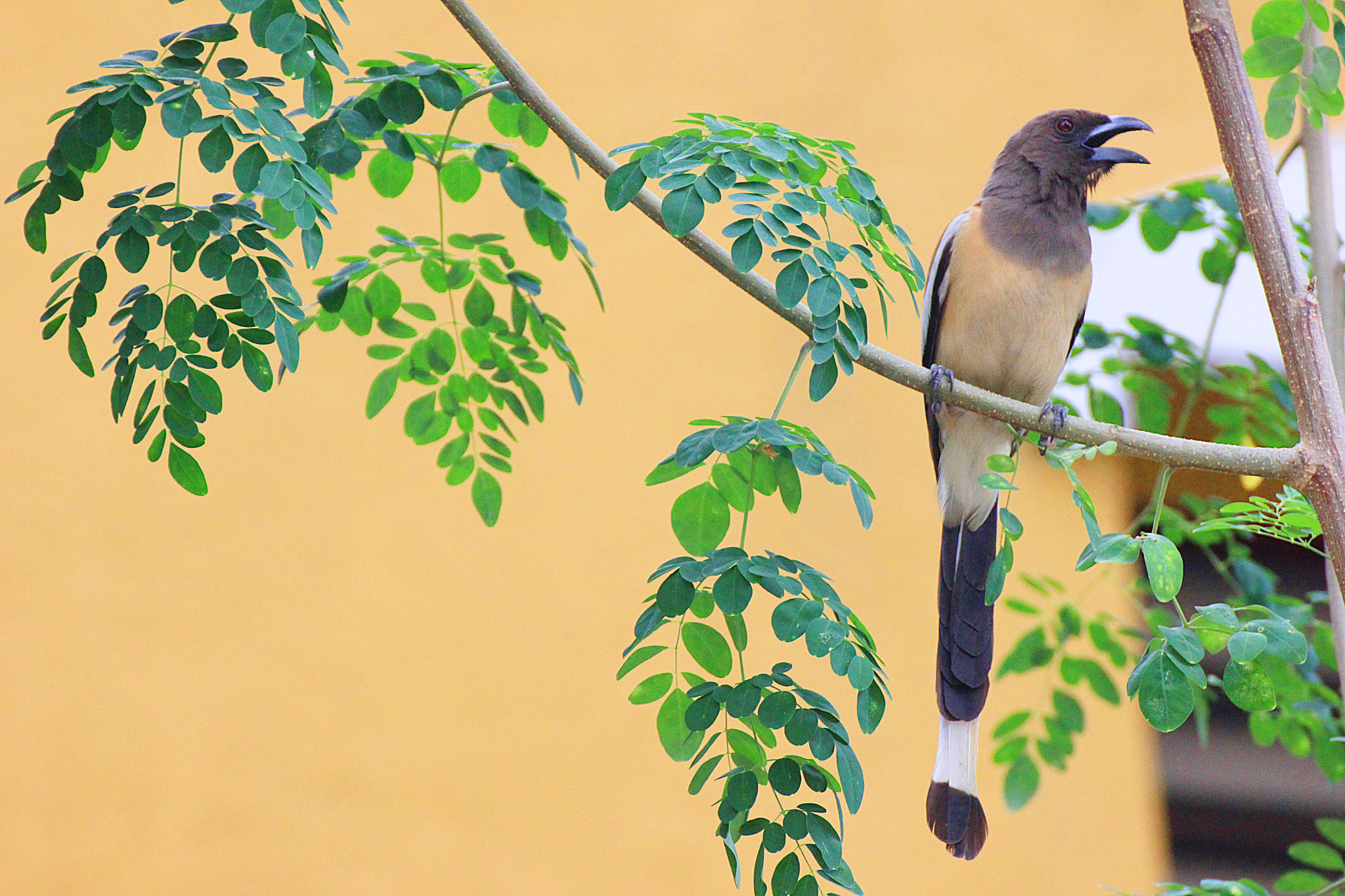 Tamron SP 35mm F1.8 Di VC USD sample photo. Rufous treepue photography