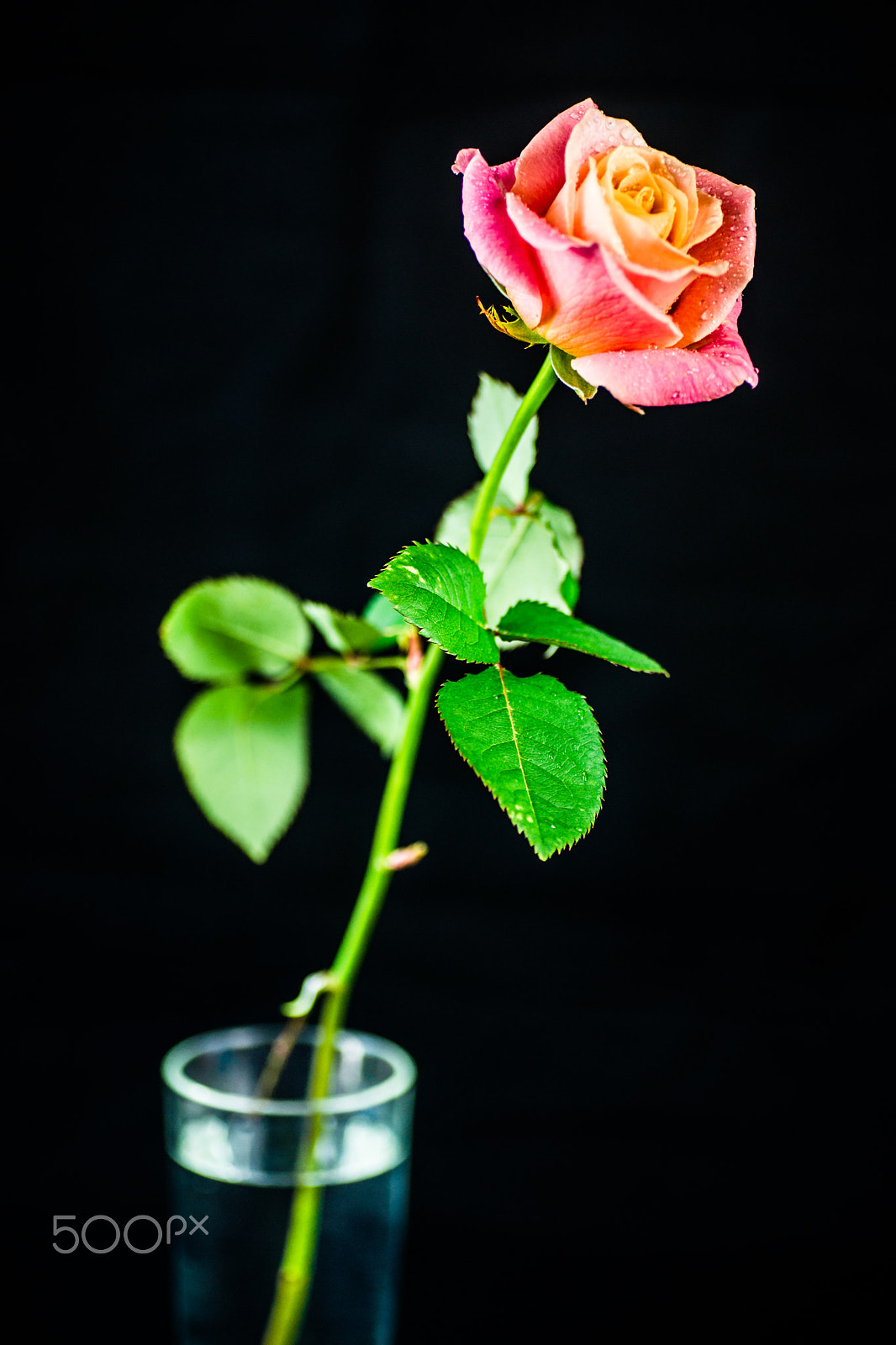 Sony Alpha DSLR-A850 sample photo. The rose and the vase. photography