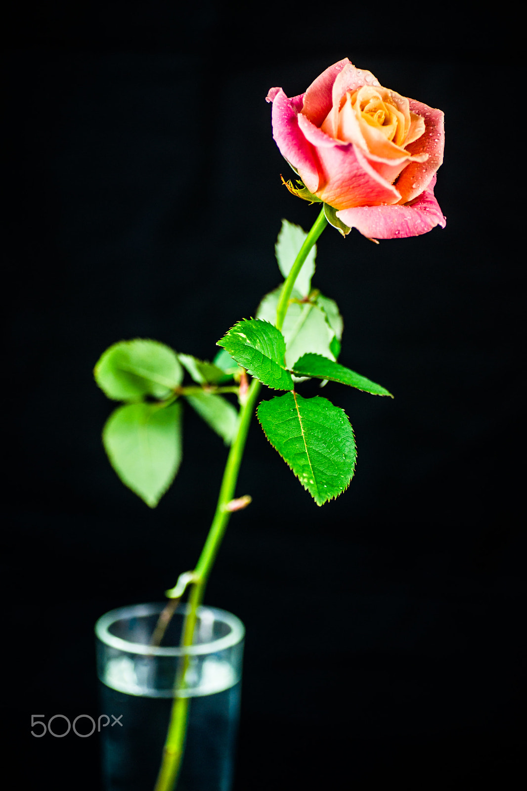 Tamron SP AF 90mm F2.8 Di Macro sample photo. The rose and the vase. photography