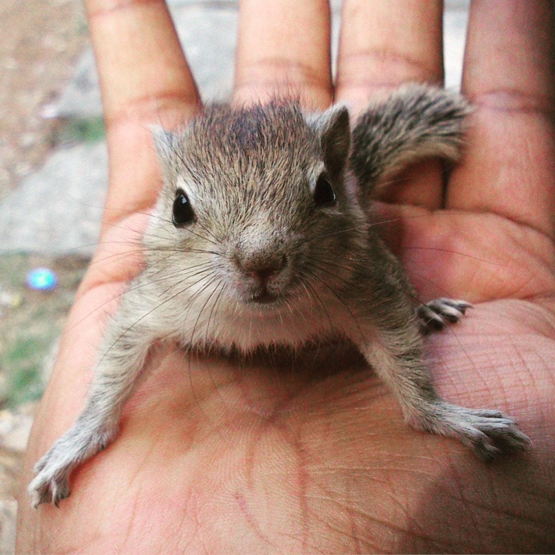 Sony Xperia U sample photo. Squirrel photography