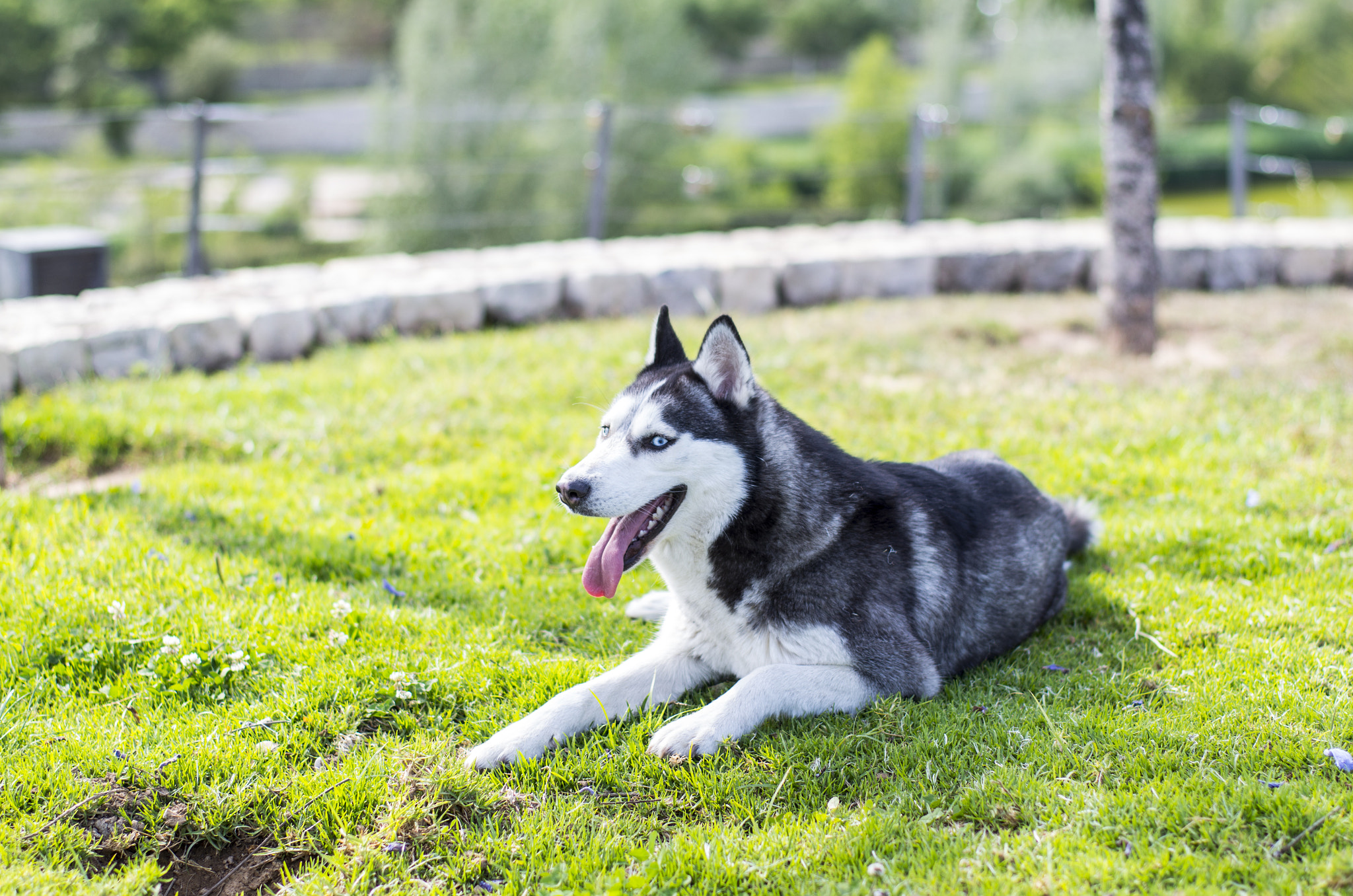 Pentax K-30 + Pentax smc FA 50mm F1.4 sample photo. Happy husky photography