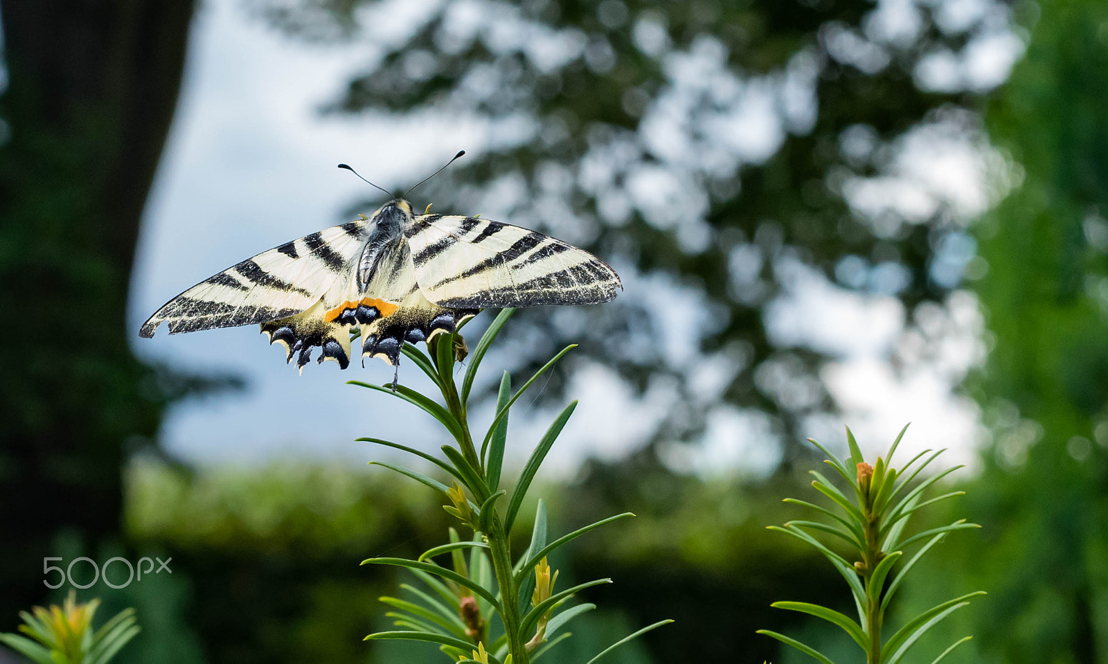 Pentax K-1 + Sigma 50mm F1.4 EX DG HSM sample photo. Papilio machaon - swallowtail butterfly photography