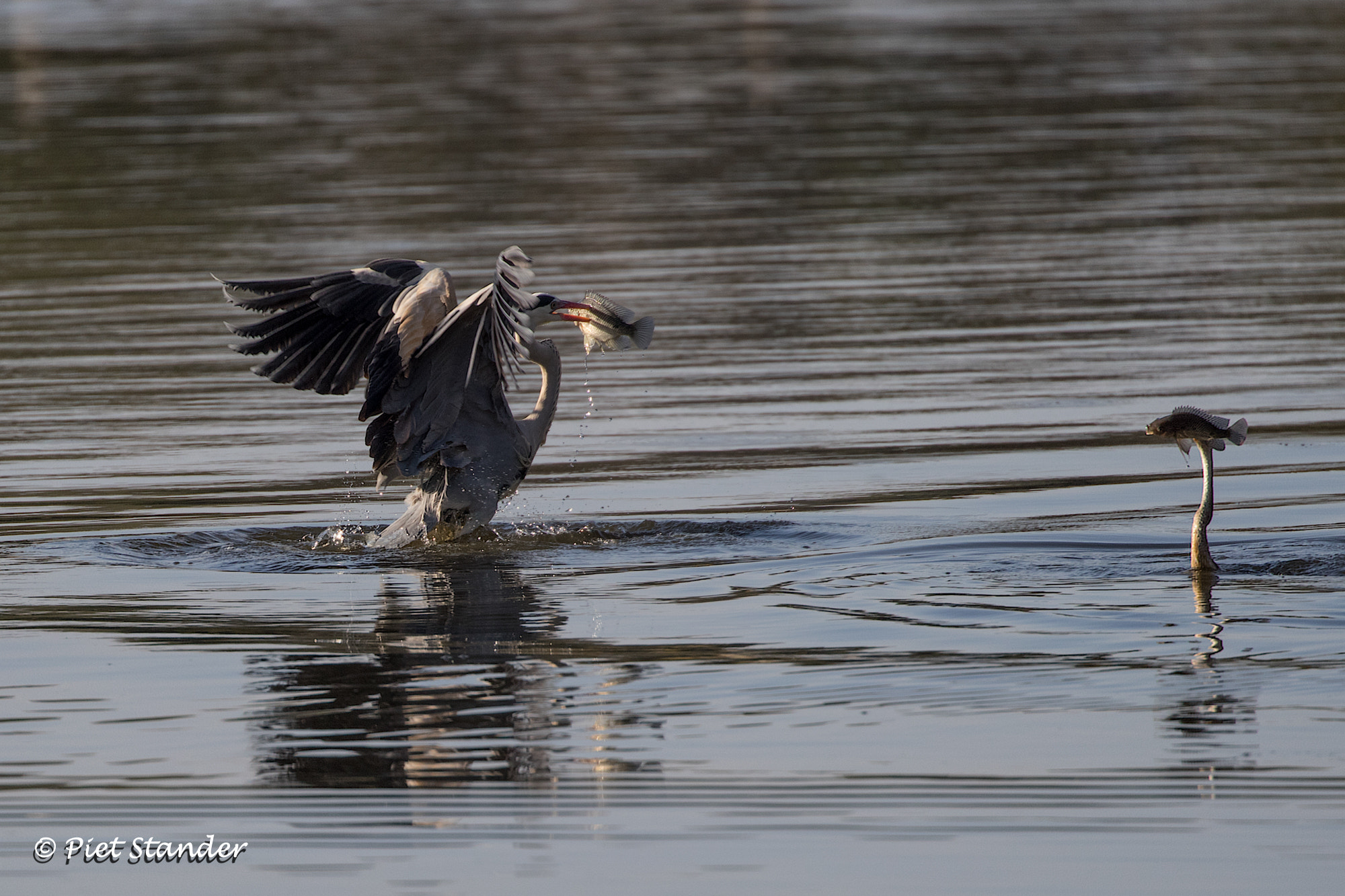 Canon EOS-1D X Mark II sample photo. Two birds two fish photography