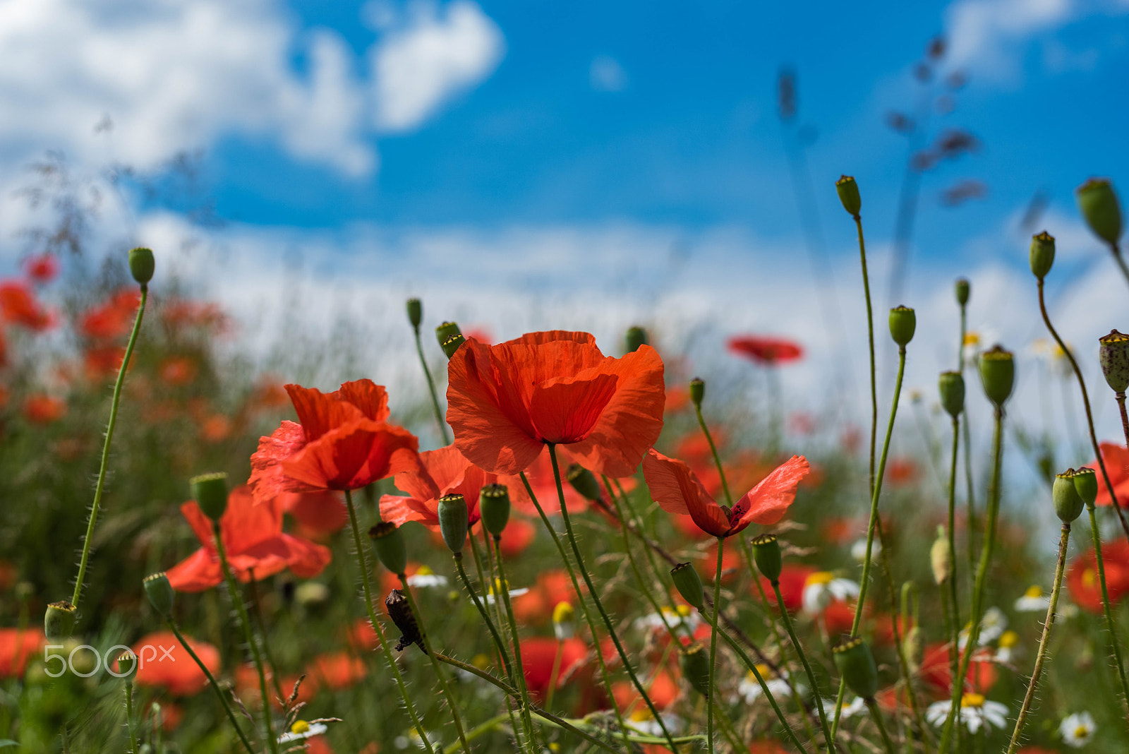 Pentax K-1 sample photo. Red poppy photography