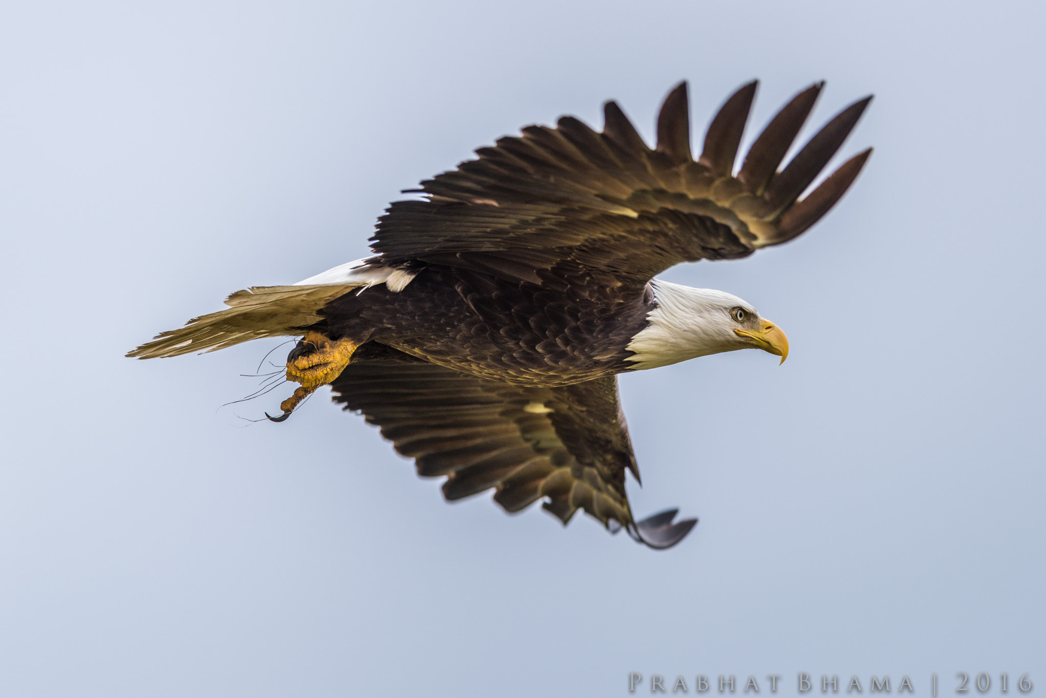 Nikon AF-S Nikkor 400mm F2.8E FL ED VR sample photo. Summer trip june photography