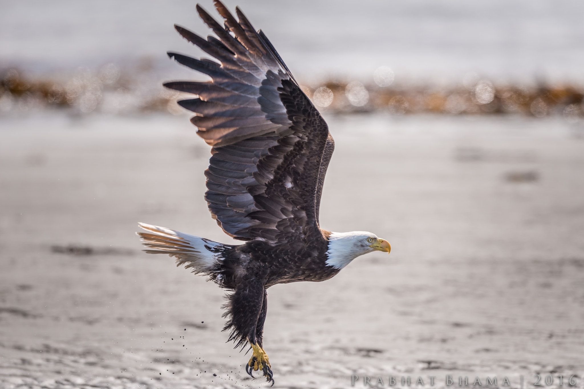Nikon AF-S Nikkor 400mm F2.8E FL ED VR sample photo. Flying low to the ground photography