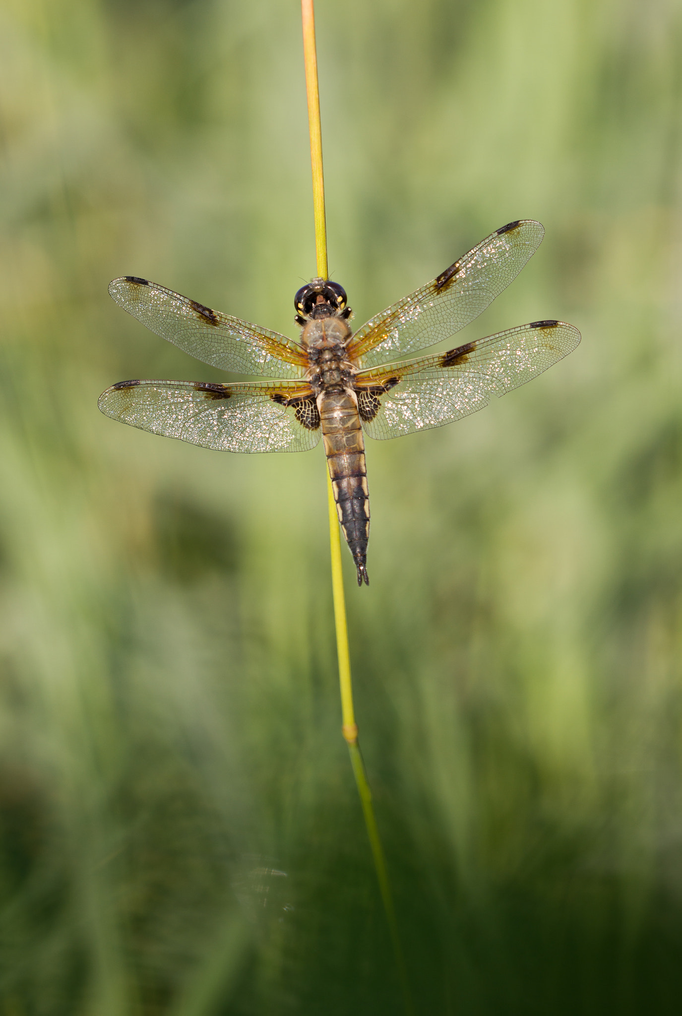 Sigma APO Macro 150mm f/2.8 EX DG HSM sample photo. Libellula quadrimaculata (vierfleck) photography