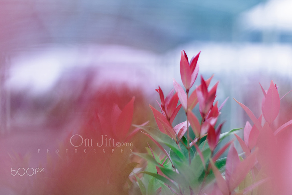 Canon EOS 1100D (EOS Rebel T3 / EOS Kiss X50) + Canon EF 50mm F1.8 II sample photo. .:: pucuk merah ::. photography