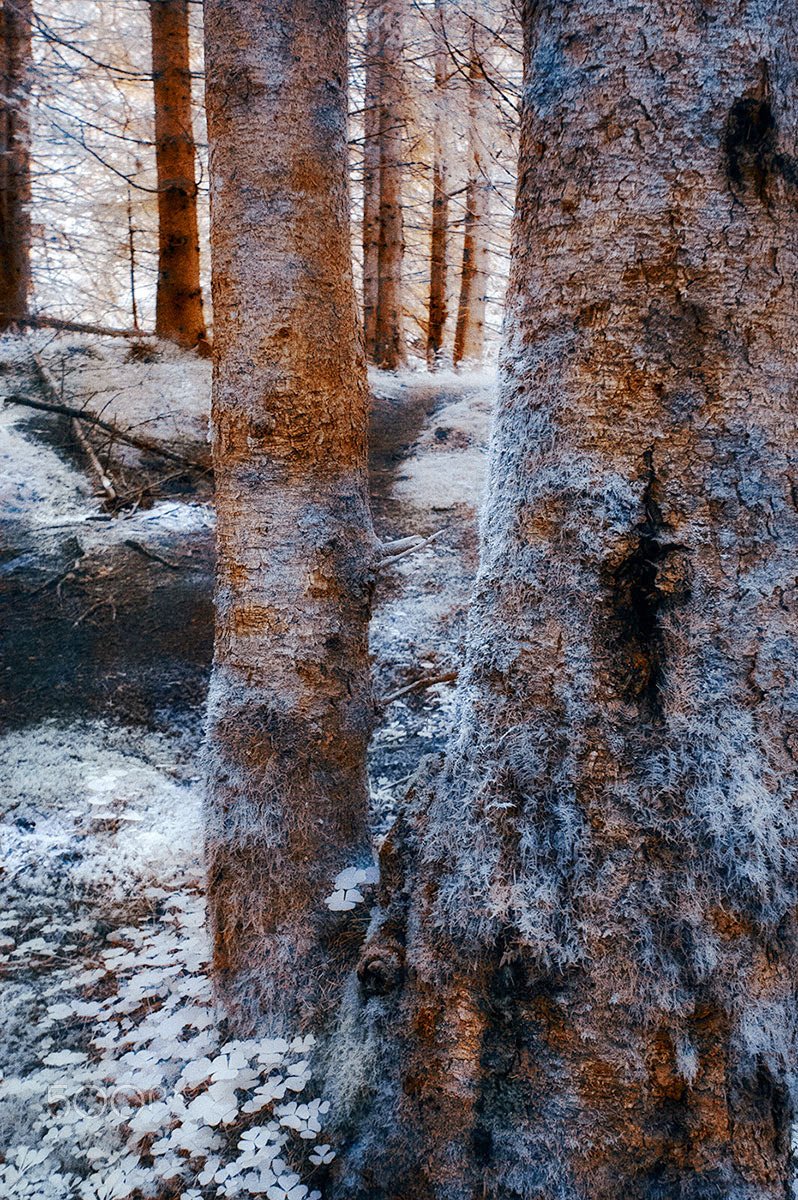 Nikon D70s sample photo. The enchanted wood photography