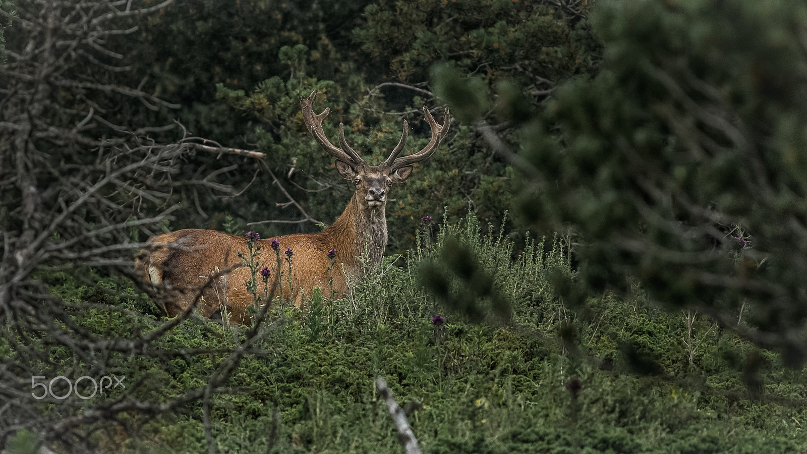 Canon EOS-1D X + Canon EF 400mm F5.6L USM sample photo. Cerf col de la tausse photography