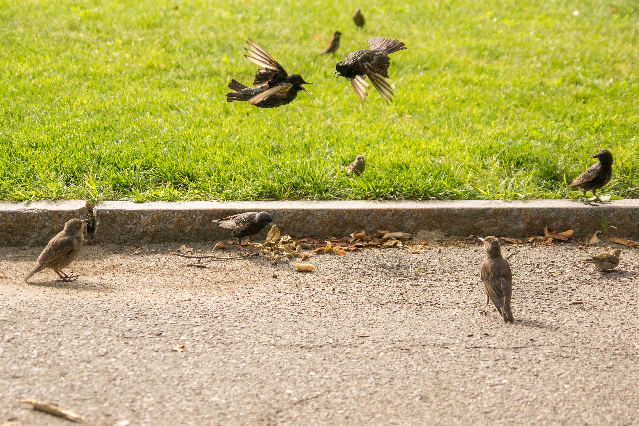 Sony SLT-A77 sample photo. Fight club! photography