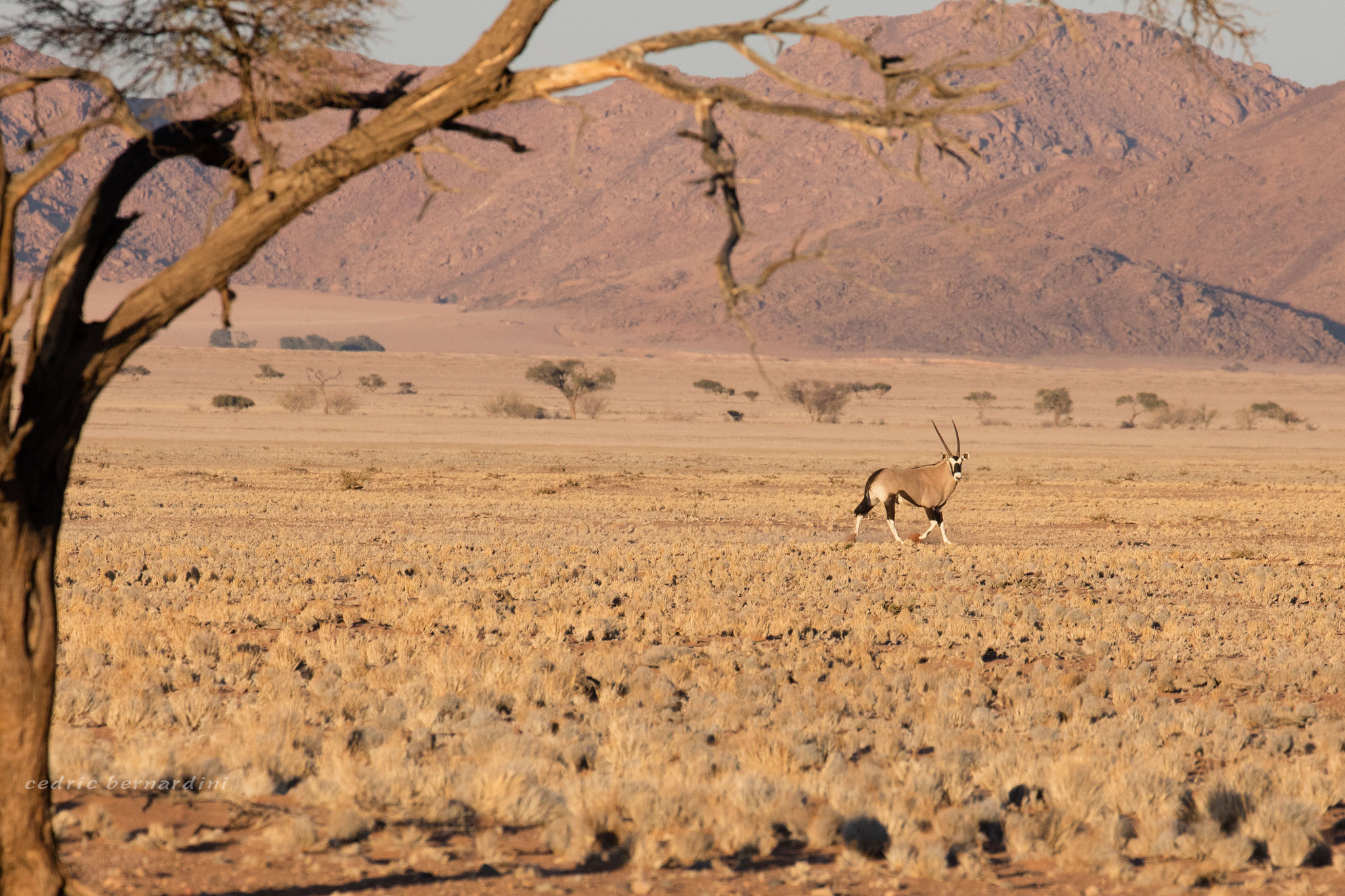 Canon EF 70-300mm F4-5.6L IS USM sample photo. Oryx photography