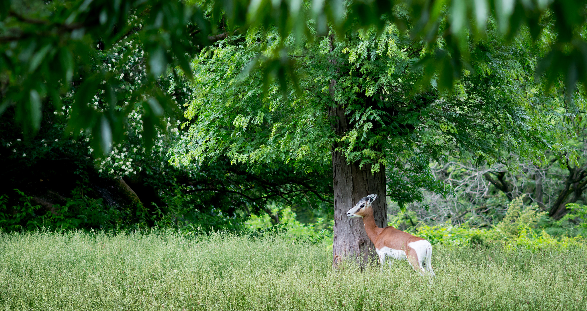 Nikon D7100 + Sigma 105mm F2.8 EX DG Macro sample photo. Deer photography