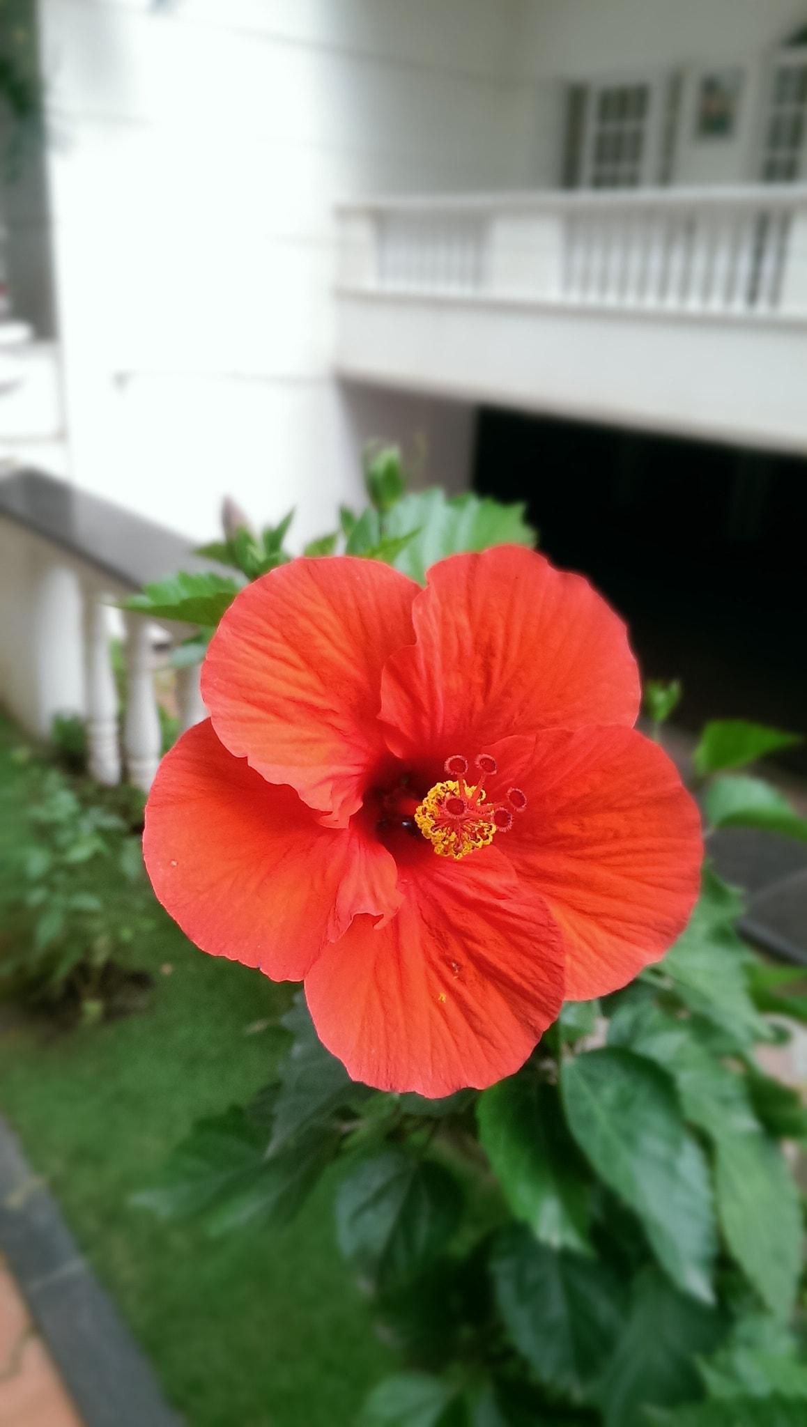 HTC ONE DUAL SIM sample photo. Flower photography