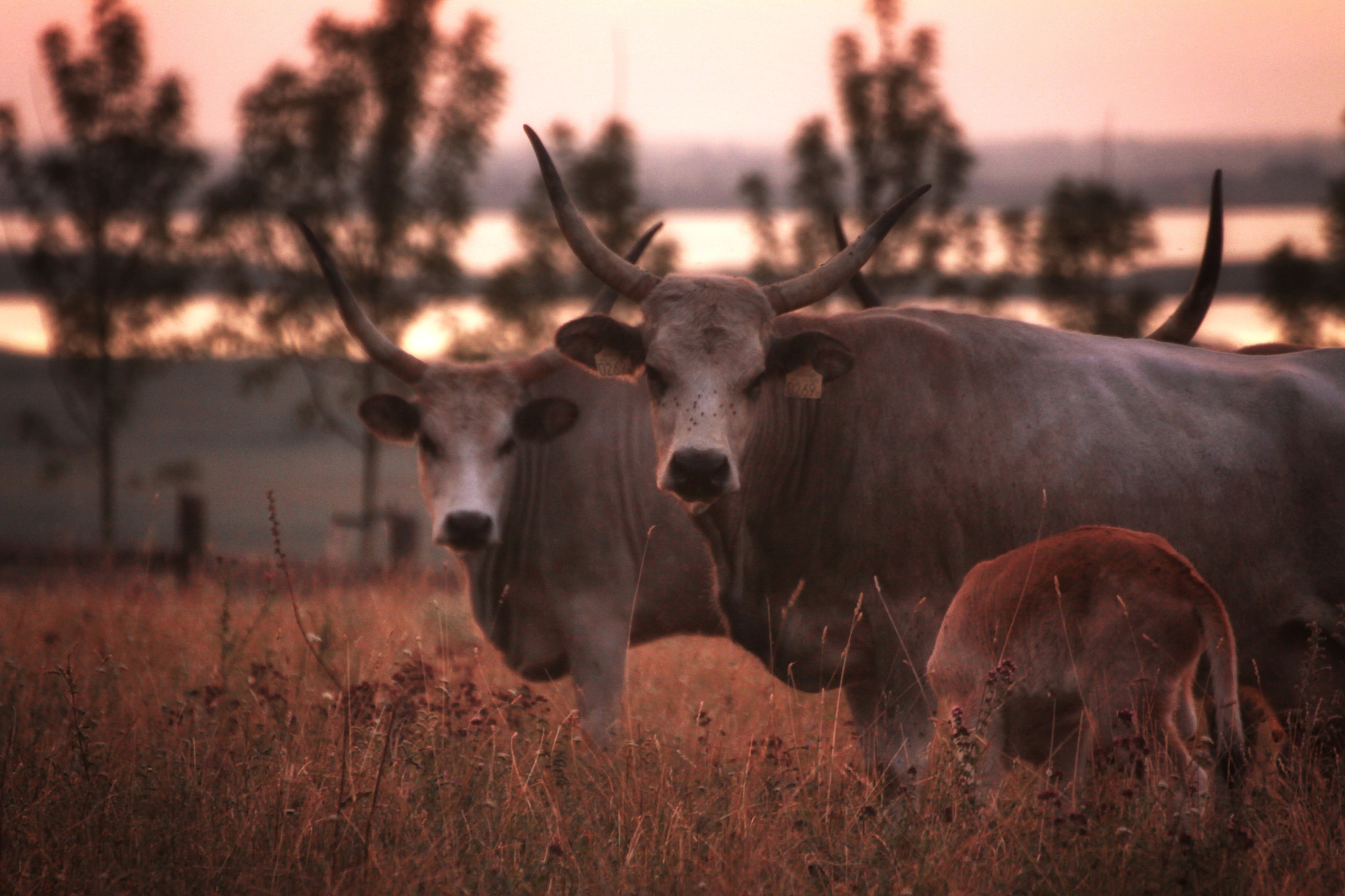 Canon EOS 50D sample photo. Early morning photography