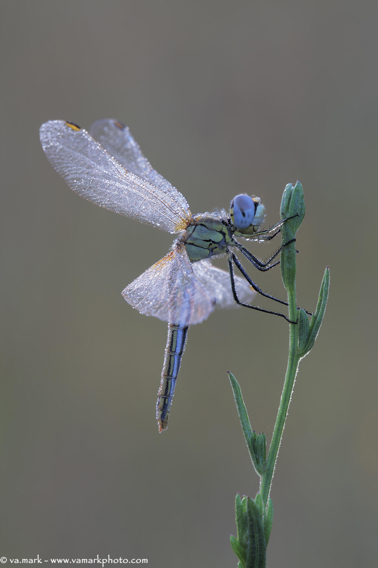 Canon EF 180mm F3.5L Macro USM sample photo. Libellula photography