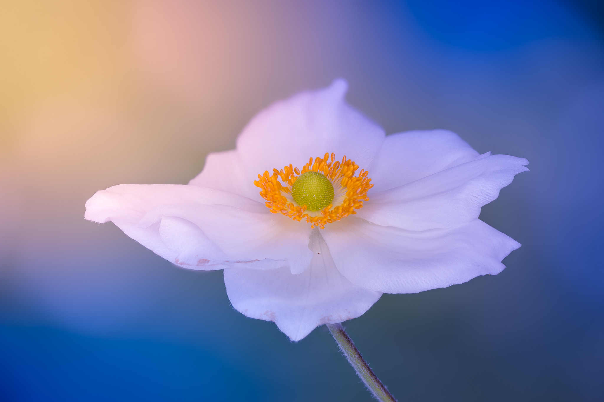 100mm F2.8 G SSM OSS sample photo. -the crown- photography