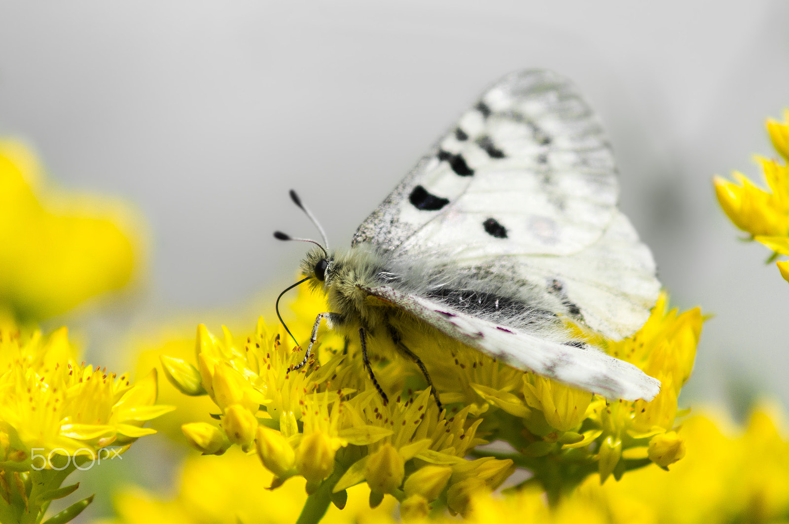 Sony SLT-A57 + Minolta AF 70-210mm F4 Macro sample photo. Parnassius apollo photography