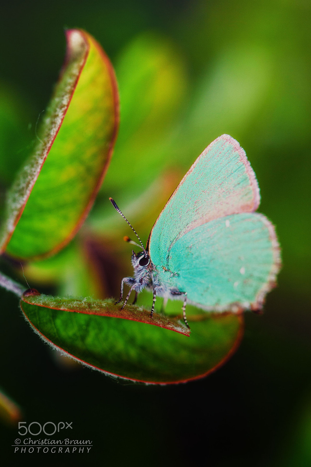 Canon EF 100mm F2.8L Macro IS USM sample photo. Butterfly photography