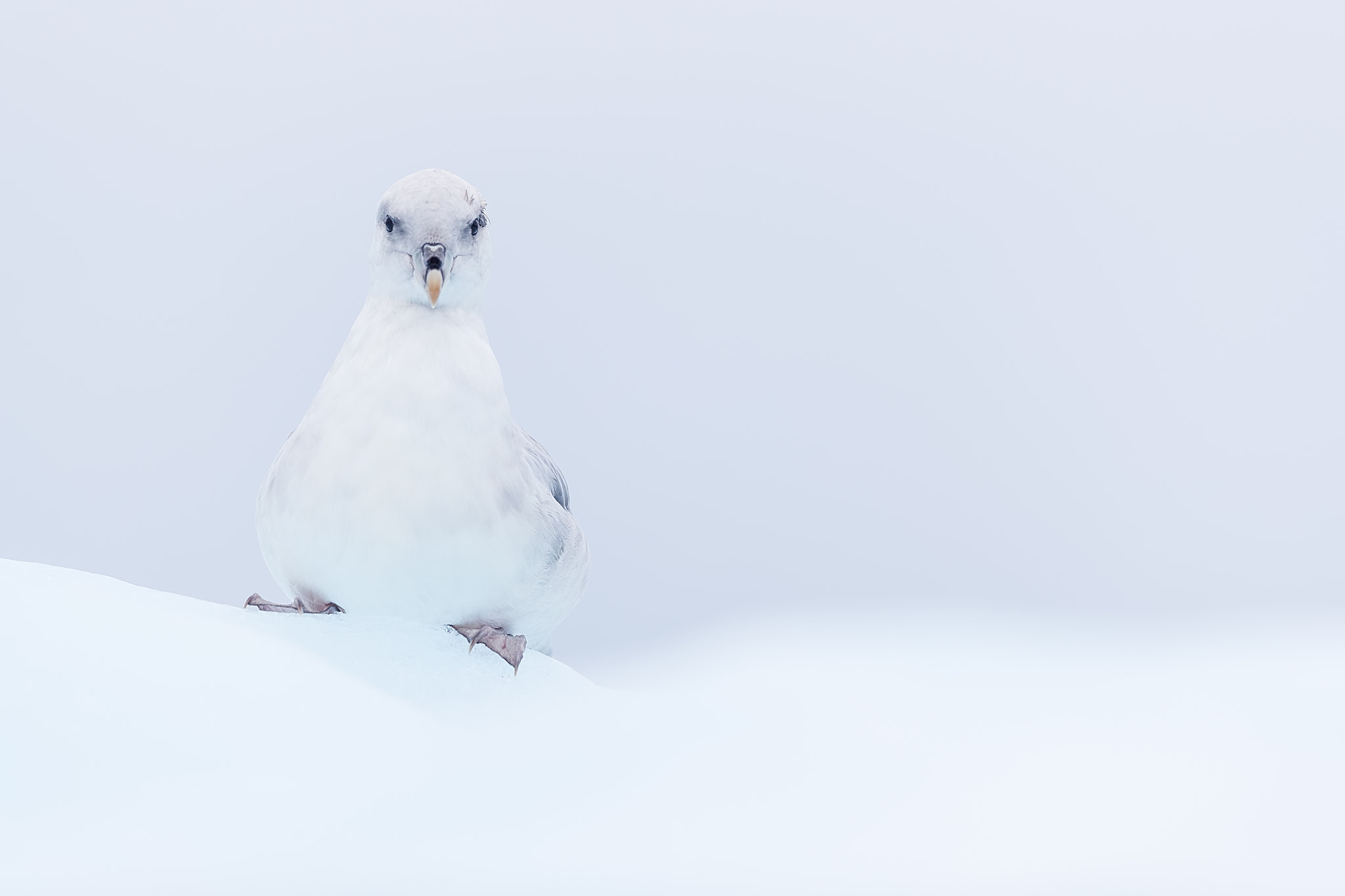 Canon EF 500mm F4L IS II USM sample photo. Fulmar photography