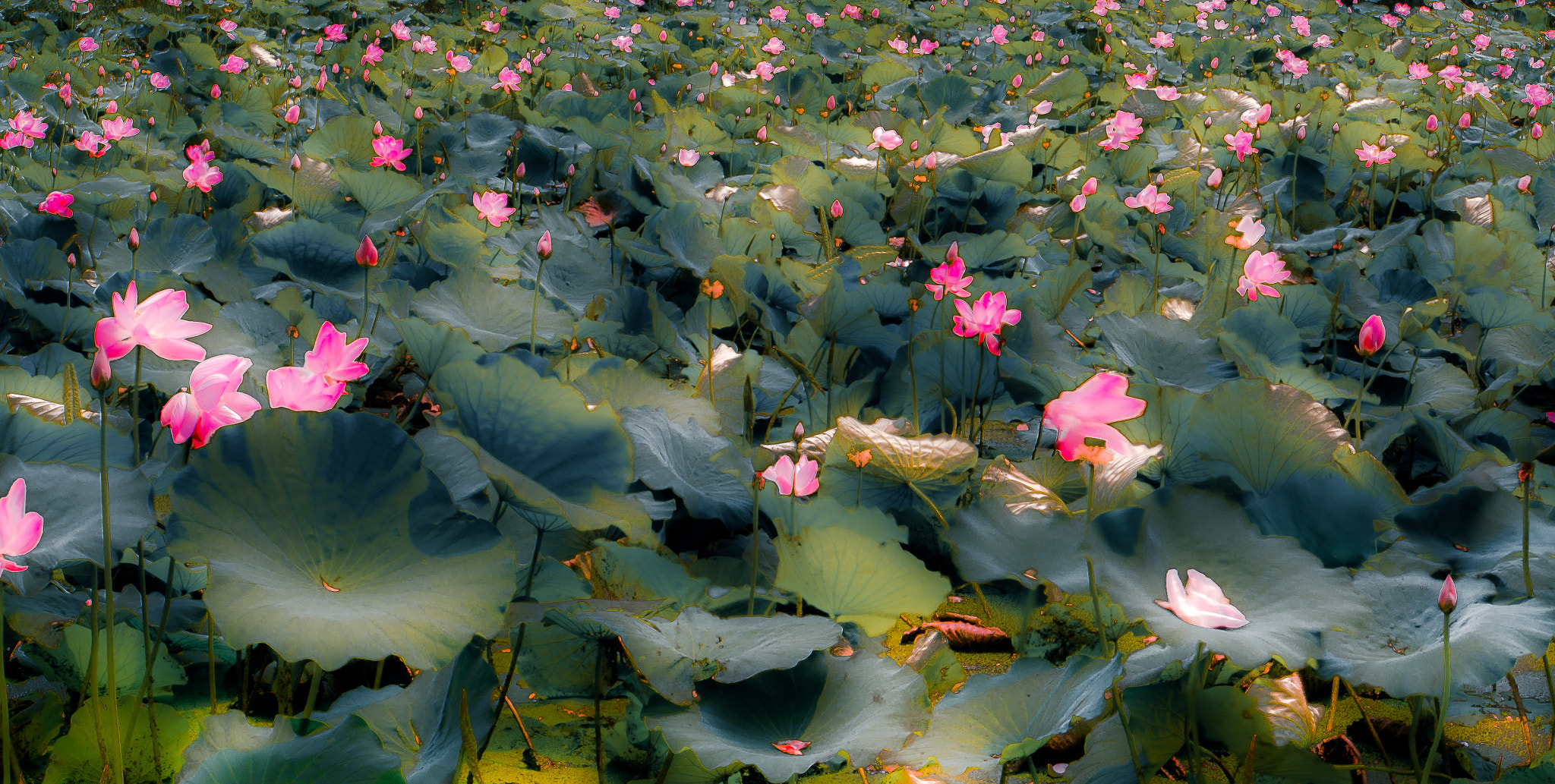 Sony E 18-200mm F3.5-6.3 OSS LE sample photo. Lotus photography