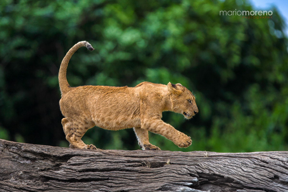 Canon EF 300mm F2.8L IS USM sample photo. One step at a time . . . photography