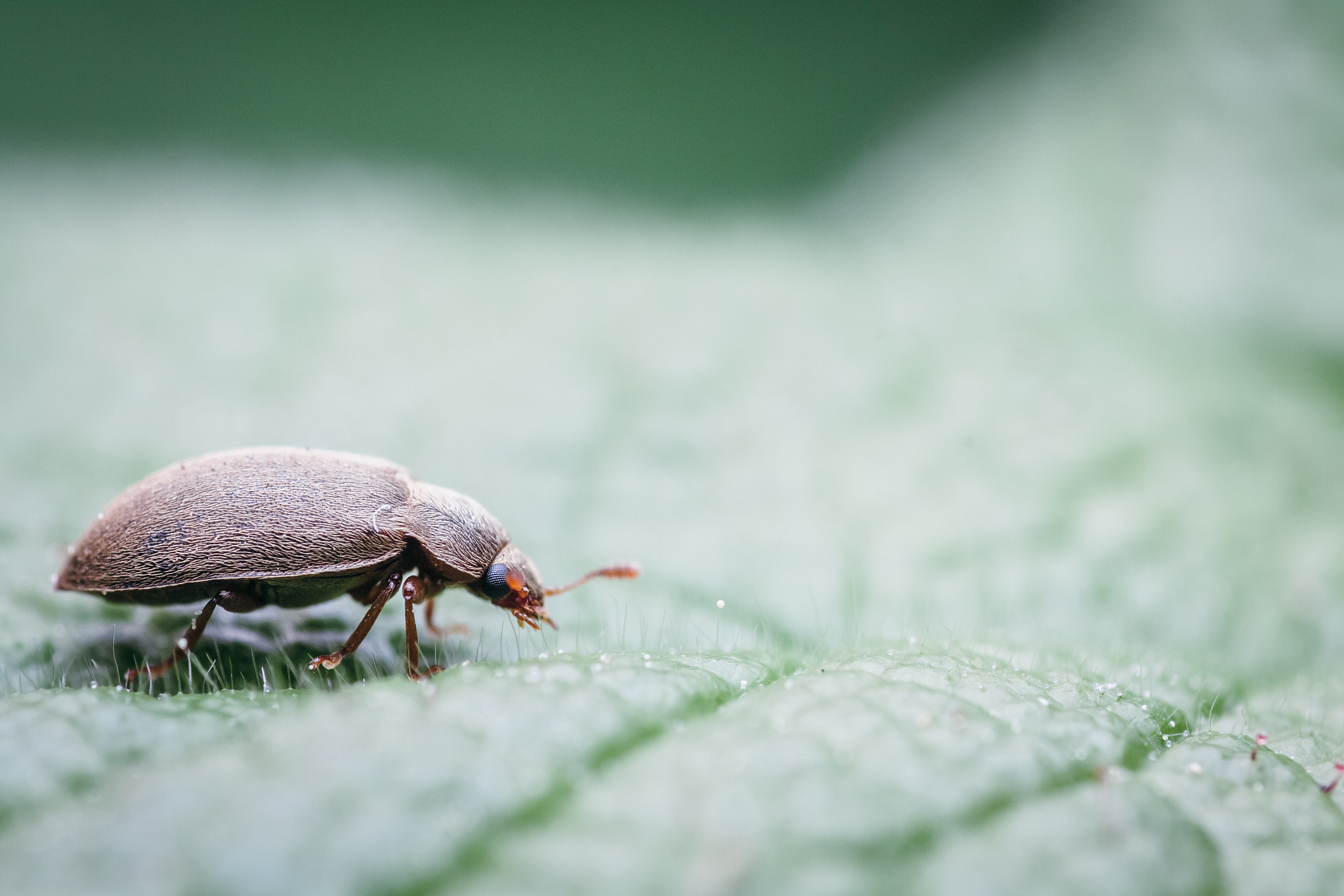 Canon EOS 50D + Tamron SP AF 90mm F2.8 Di Macro sample photo. Byturus tomentosus walking on the leaf photography